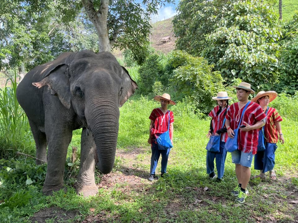 rencontre éthique et respectueuse avec les éléphants à chiang rai