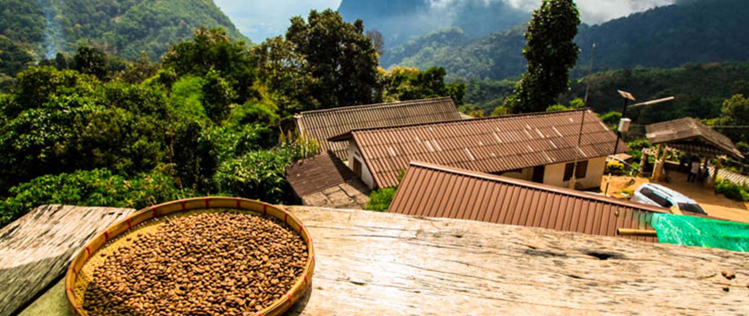 coffee plantation chiang rai tour