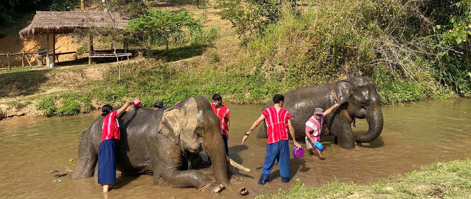 elephant sanctuary chiang rai