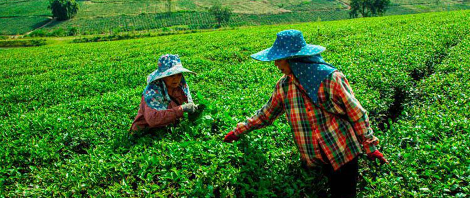 tea plantation chiang rai tour